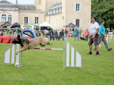 Concours d'agility,  les photos du dimanche