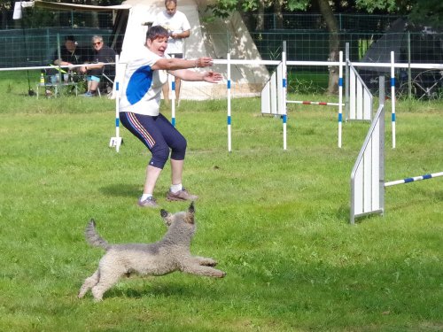 Concours d'agility, Sanvignes, 27 juillet 2024