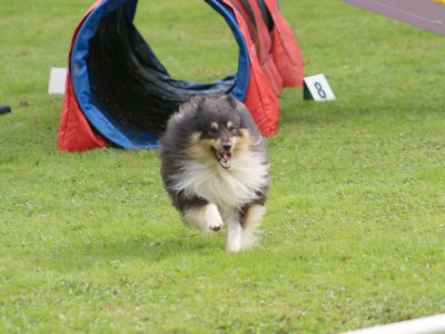 Concours d'agility, les photos du samedi