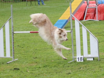 Concours d'agility, les photos du samedi