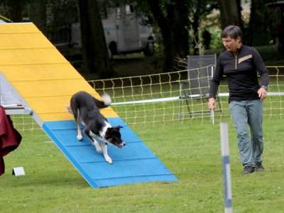 Concours d'agility,  les photos du dimanche
