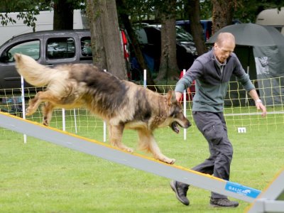Concours d'agility, les photos du samedi