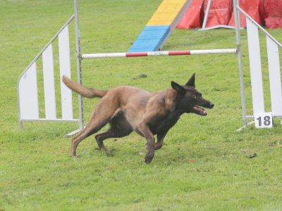 Concours d'agility, les photos du samedi
