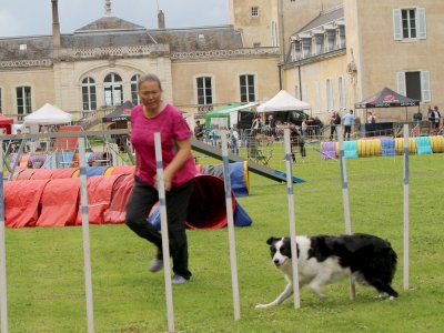 Concours d'agility,  les photos du dimanche