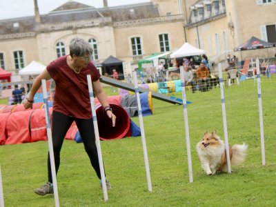 Concours d'agility,  les photos du dimanche