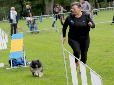 Concours d'agility, les photos du samedi