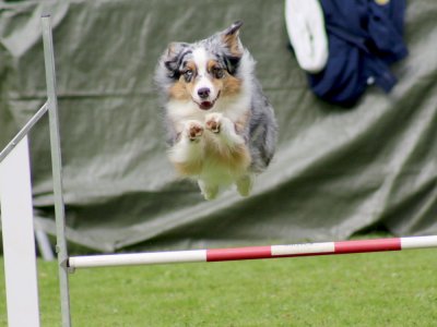 Concours d'agility, les photos du samedi