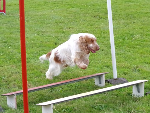 Concours d'agility, Montret, 23 juin 2024