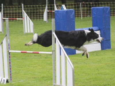 Concours d'agility, les photos du samedi