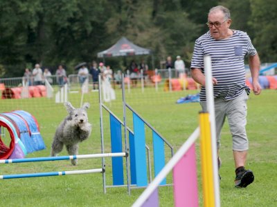 Concours d'agility, les photos du samedi