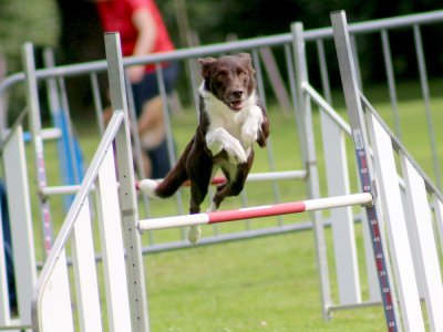 Concours d'agility, les photos du samedi