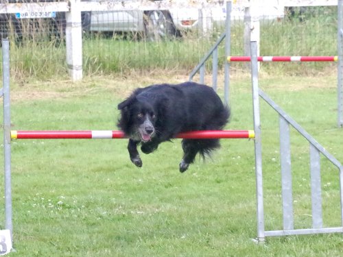 Concours d'agility, Montret, 23 juin 2024