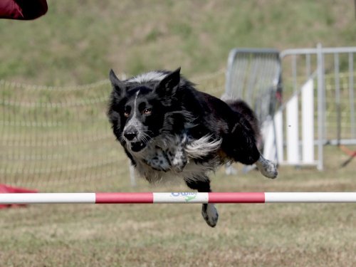 Concours d'agility, Fontaines 14 et 15 septembre 2024