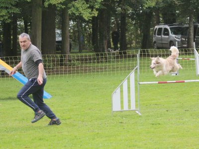 Concours d'agility, les photos du samedi