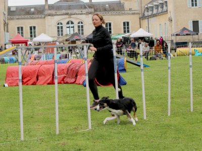 Concours d'agility,  les photos du dimanche
