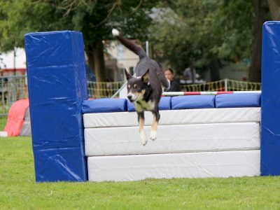 Concours d'agility,  les photos du dimanche