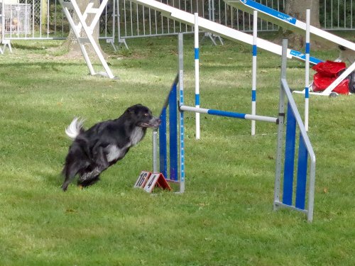 Concours d'agility, Châtenoy le royal 29 septembre 2024