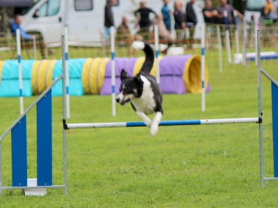 Concours d'agility,  les photos du dimanche