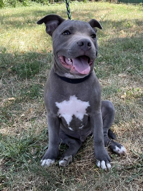 Aiko staffy