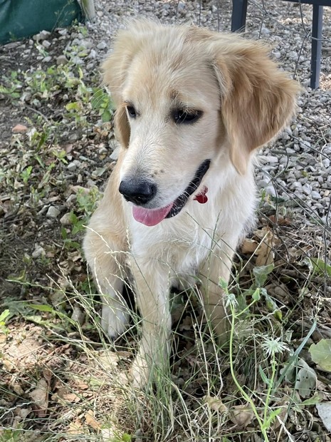 Aupal golden