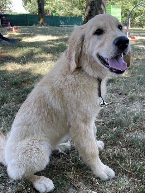 Bucky golden