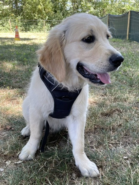 Lilou golden