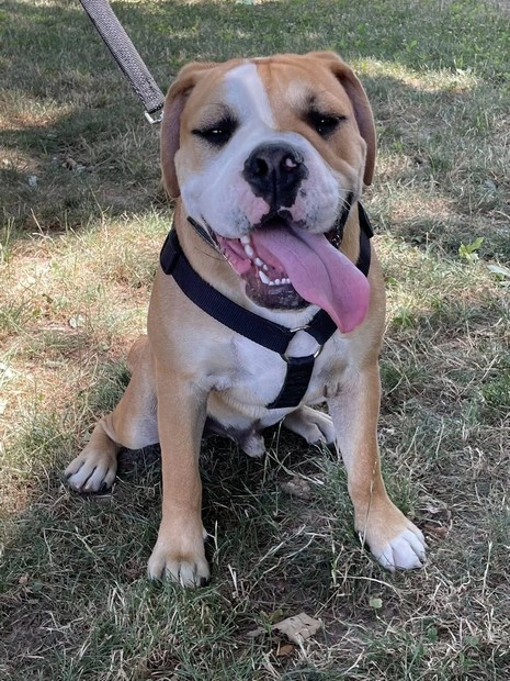 Verdi Bouldogue continental