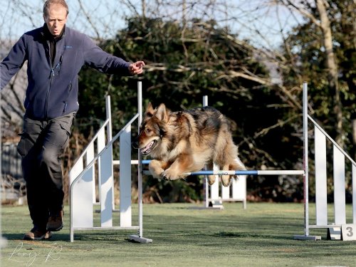 Pré-Agility au Creusot ,9 février 2025