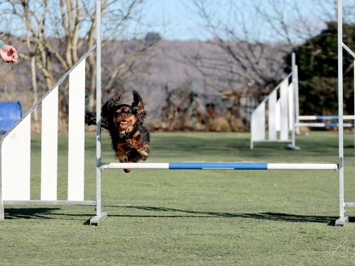 Pré-Agility au Creusot ,9 février 2025
