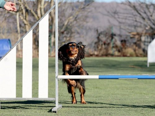 Pré-Agility au Creusot ,9 février 2025