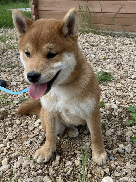 Haiku Shiba Inu