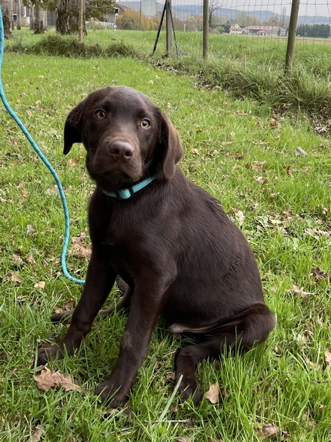 Thor Labrador